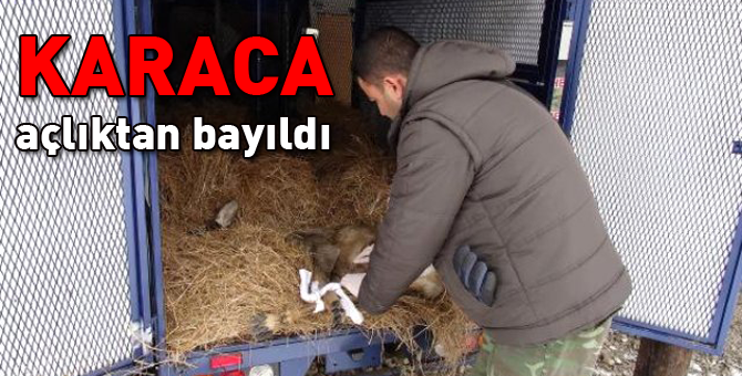 Açlıktan bayılan Karaca'ya sahip çıktılar