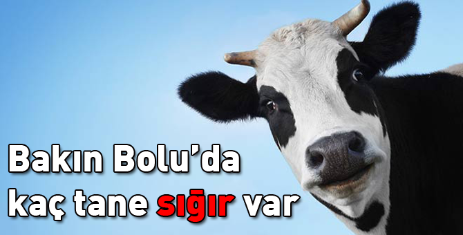 Bolu'nın sığır sayısı belli oldu