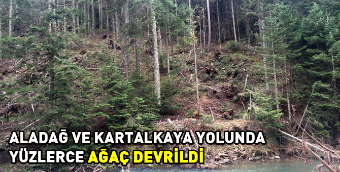 Fırtına yüzlerce ağaç devirdi