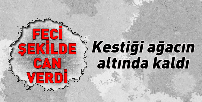 Kestiği ağacın altında kaldı