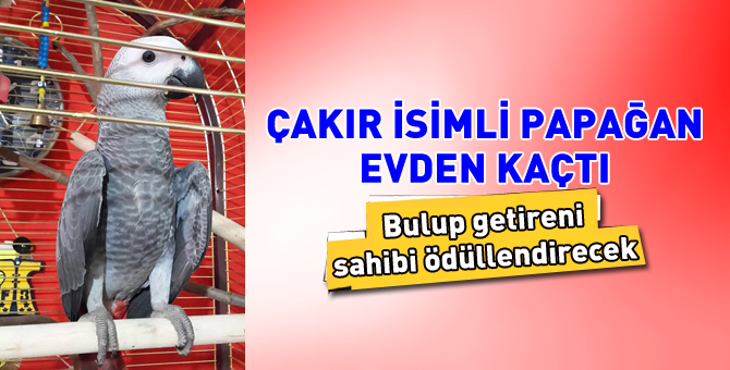 Çakır'ı bulmak için yardım bekliyor