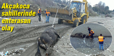 Akçakoca sahillerinde yaşanan ilginç olay