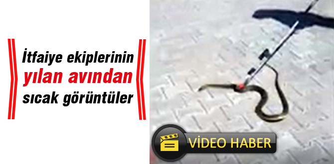 Yılan avından sıcak görüntüler