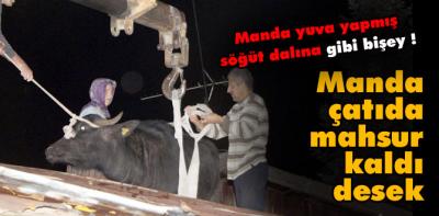 Manda çatıda mahsur kaldı