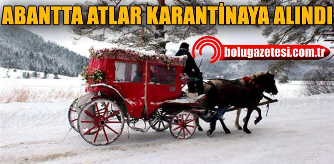 Bolu'daki atlara 'ruam' karantinası