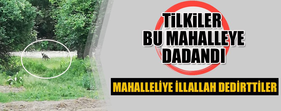 BU MAHALLE TİLKİLERİN İSTİLASINDA