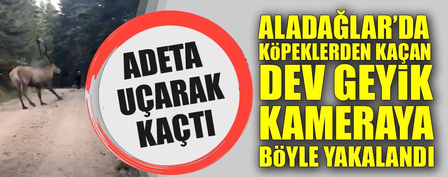 ADETA UÇARAK KAÇTI!