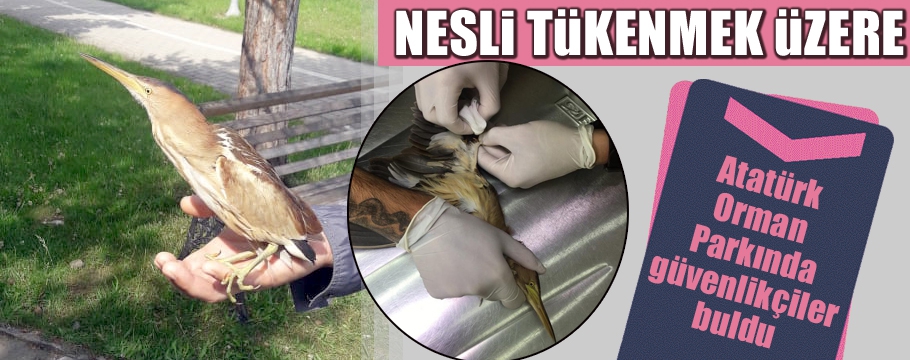 NESLİ TÜKENMEKTE OLAN KUŞ BOLU'DA YARALI BULUNDU