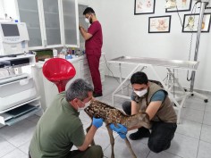 Köpeklerin saldırdığı yavru geyik koruma altına alındı