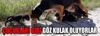 Başıboş köpek ve 7 yavruya sahip çıktılar