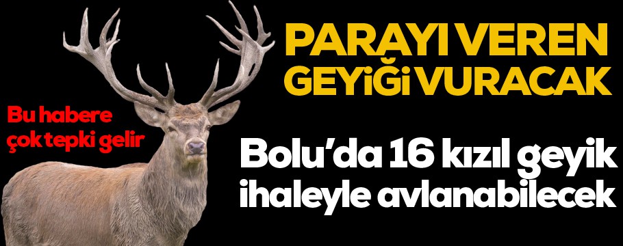 Bolu'da 16 kızıl geyik ihaleyle avlanacak