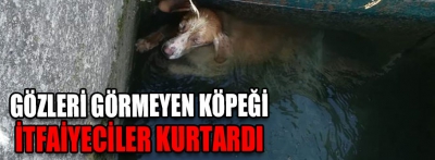 Gözleri görmeyen köpek suya düştü