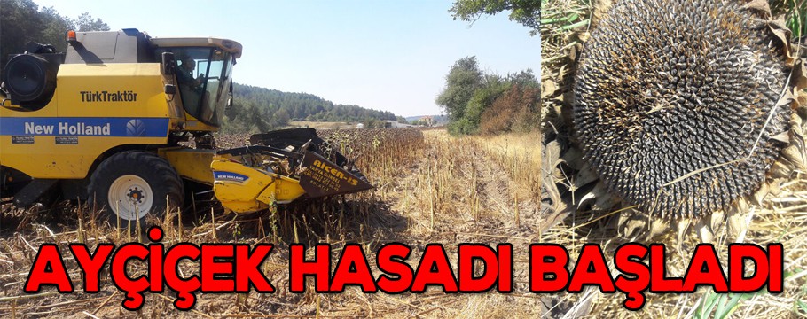 Ayçiçek hasadı başladı