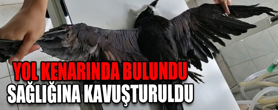 Yol kenarında bulundu sağlığına kavuşturuldu