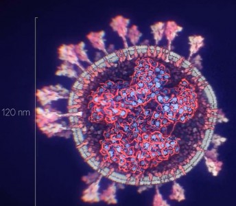 İşte corona virüsün en gerçek fotoğrafı