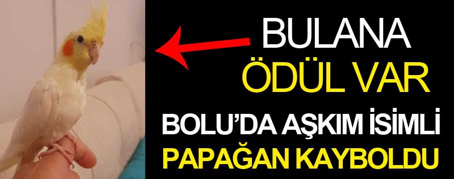 Papağanı bulana ödül var