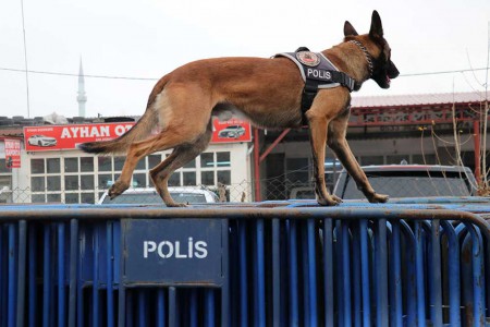 Hassas burunlar Bolu Dağı'nda zehir tacirlerine göz açtırmıyor