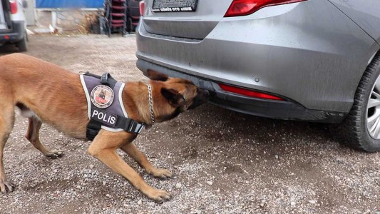 Hassas burunlar Bolu Dağı'nda zehir tacirlerine göz açtırmıyor