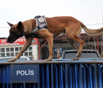 Hassas burunlar Bolu Dağı'nda zehir tacirlerine göz açtırmıyor