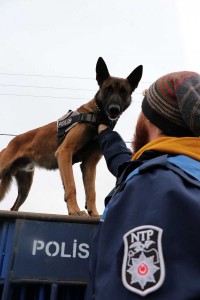 Hassas burunlar Bolu Dağı'nda zehir tacirlerine göz açtırmıyor