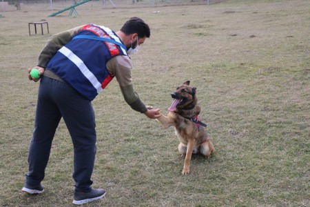 Jandarmanın 'Hassas Burunları' zehir tacirlerine korku salıyor