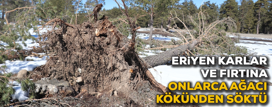Bolu’da karların erimesi ve fırtına onlarca ağacı devirdi