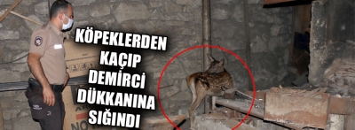 Köpeklerden korkarak demirci dükkanına giren karaca