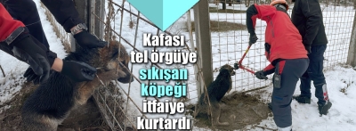 Kafası tel örgüye sıkışan köpeğin yardımına itfaiye yetişti