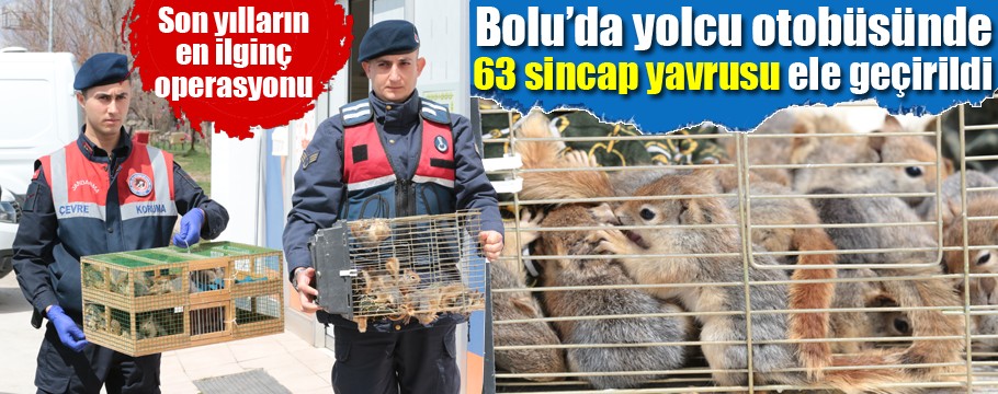 Bolu'da yolcu otobüsünde 63 sincap yavrusu ele geçirildi