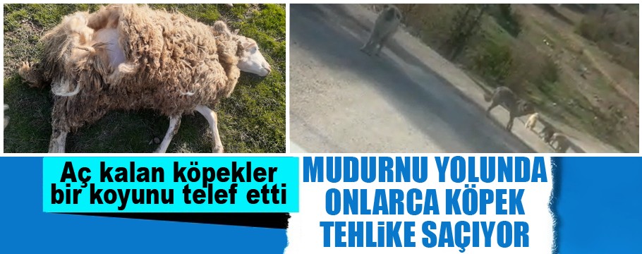 Köpekleri toplayıp Bolu'ya bırakıp gidiyorlar