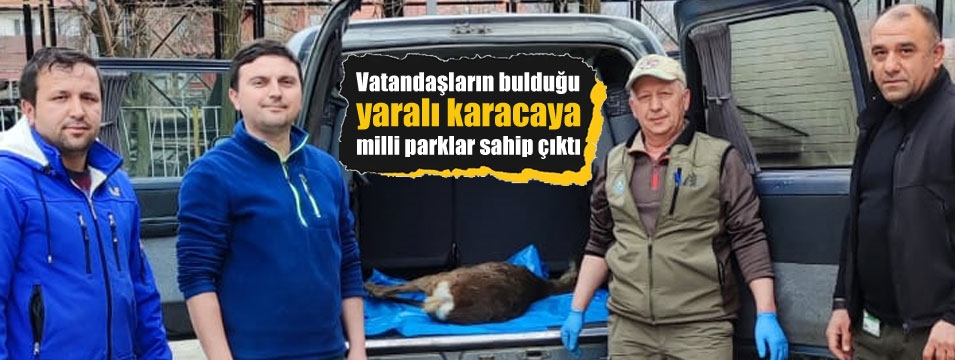 Yaralı karaca tedaviye alındı