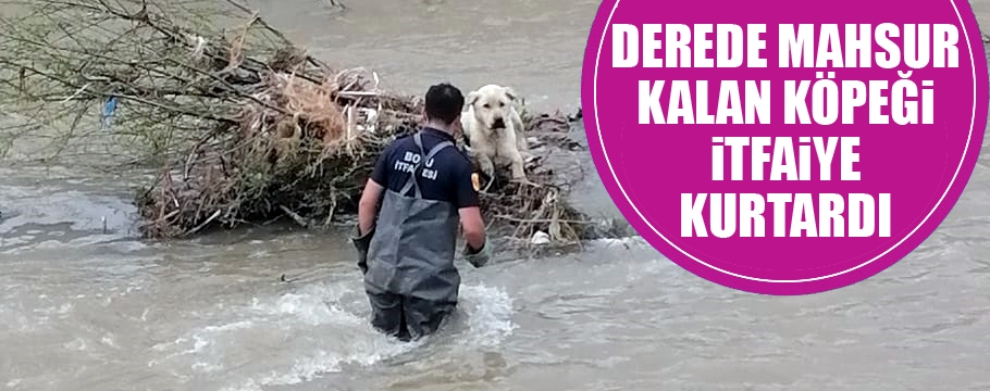 Derede mahsur kalan köpeği itfaiye kurtardı