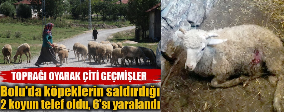 Köpeklerin saldırdığı 2 koyun telef oldu, 6'sı yaralandı