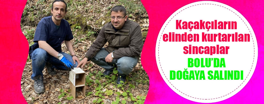 Kaçakçıların ellerinden kurtarılan sincaplar