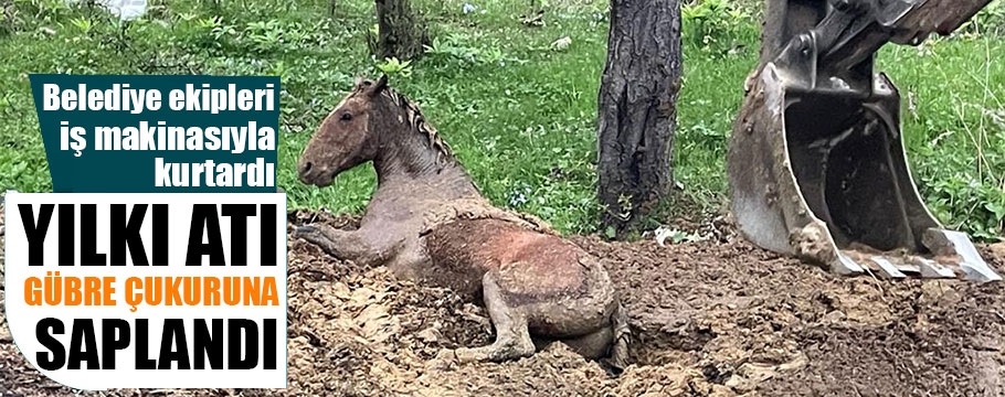 Gübre yığınında mahsur kalan yılkı atı kurtarıldı