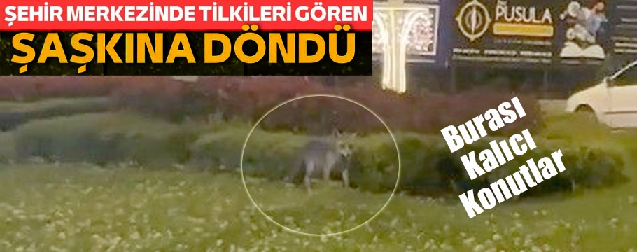 Tilkiler Kalıcı Konutlara kadar indiler