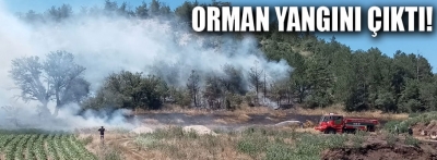 Göynük'te orman yangını çıktı