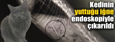 Bolu'da kedinin yuttuğu iğne endoskopiyle çıkarıldı