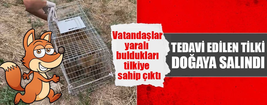 Bolu'da yaralı bulunduktan sonra tedavisi tamamlanan tilki doğaya salındı