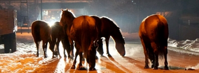 At yaylasında aç kalan atlar şehir merkezine indi