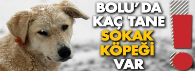 Bakın Bolu'da kaç adet sokak köpeği var