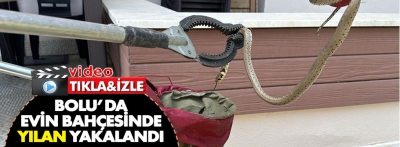 Bolu'da bahçede yılan yakalandı