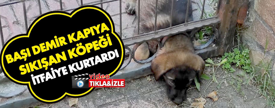 Demir kapıya sıkışan köpek işte böyle kurtarıldı