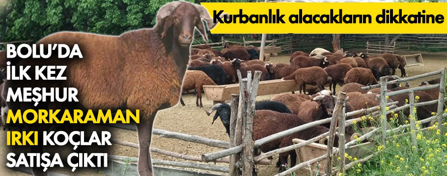 Bolu'da ilk kez Karamankoyunu satışa çıktı