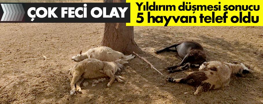 Bolu'da yıldırım düşmesi sonucu 5 hayvan telef oldu