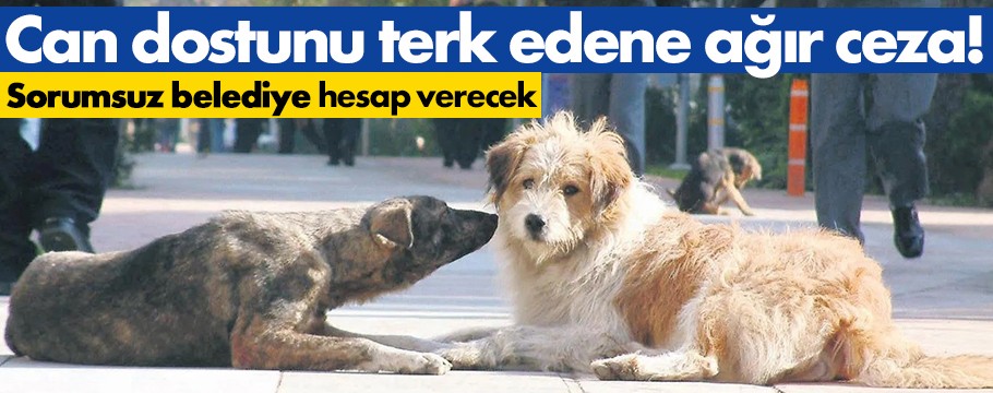 Kedisini köpeğini sokağa terk eden ağır ceza ödeyecek