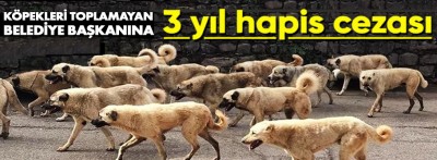 Köpek toplamayan başkana 3 yıl hapis cezası verilecek