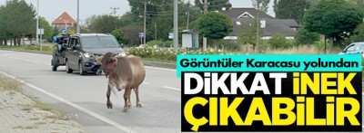 Bolu'da inek araçlara aldırış etmeden trafiği tehlikeye soktu