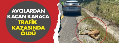 Avcılardan kaçan karaca trafik kazasında hayatını kaybetti