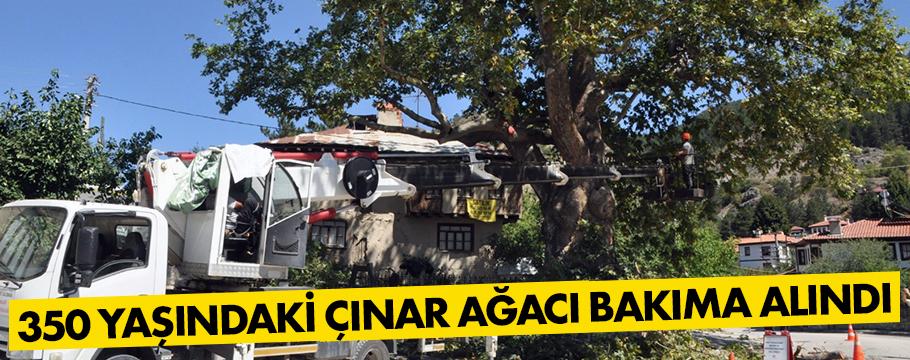 Bolu'da 350 yaşındaki çınar ağacı bakıma alındı